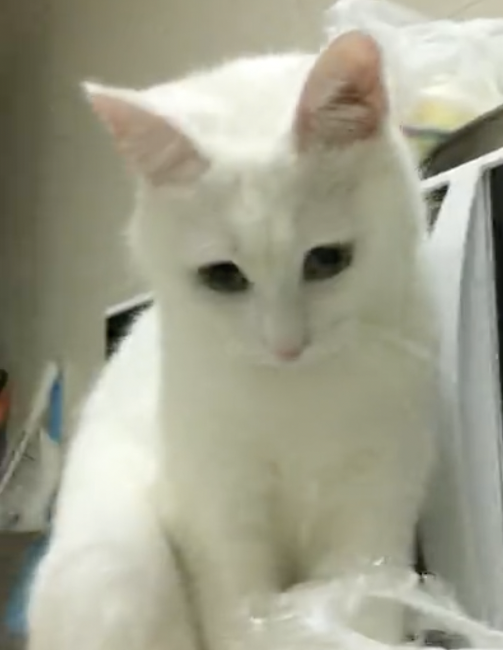 奴才：就是想給你體驗一下當廚師的感覺啊