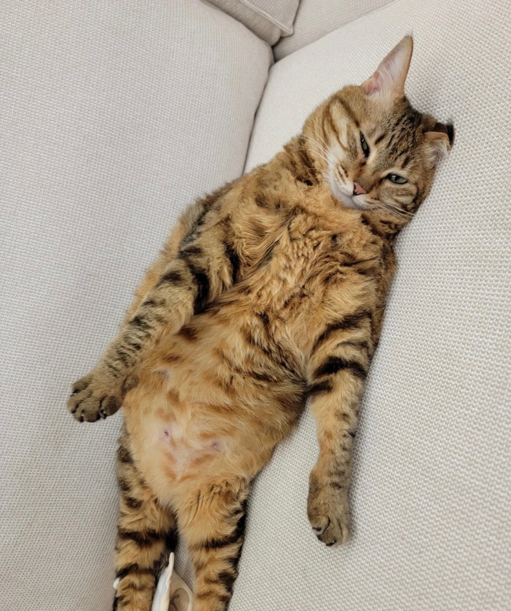 奴才：好好入睡吧～