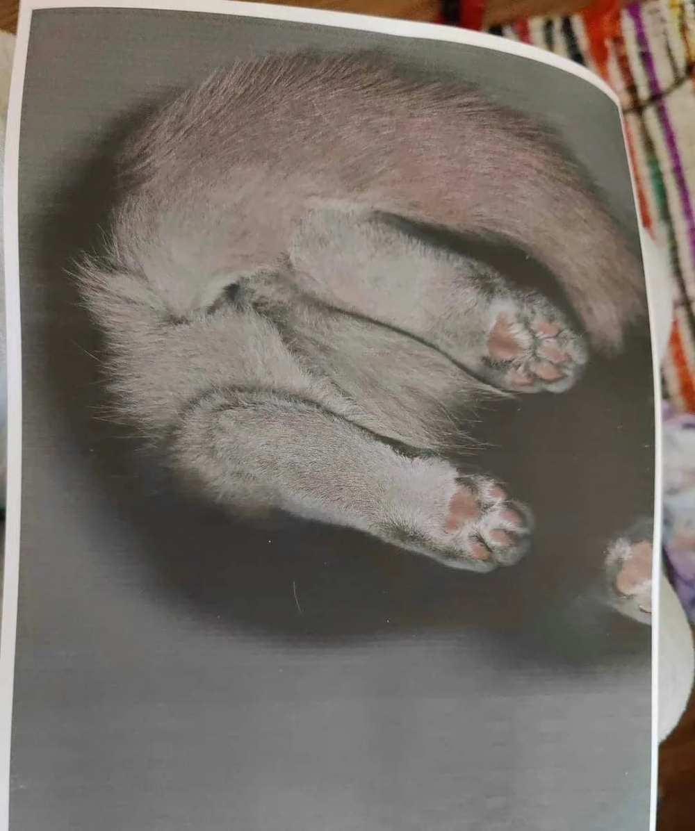 喵:糟糕!這印出來的什麼東西啊~