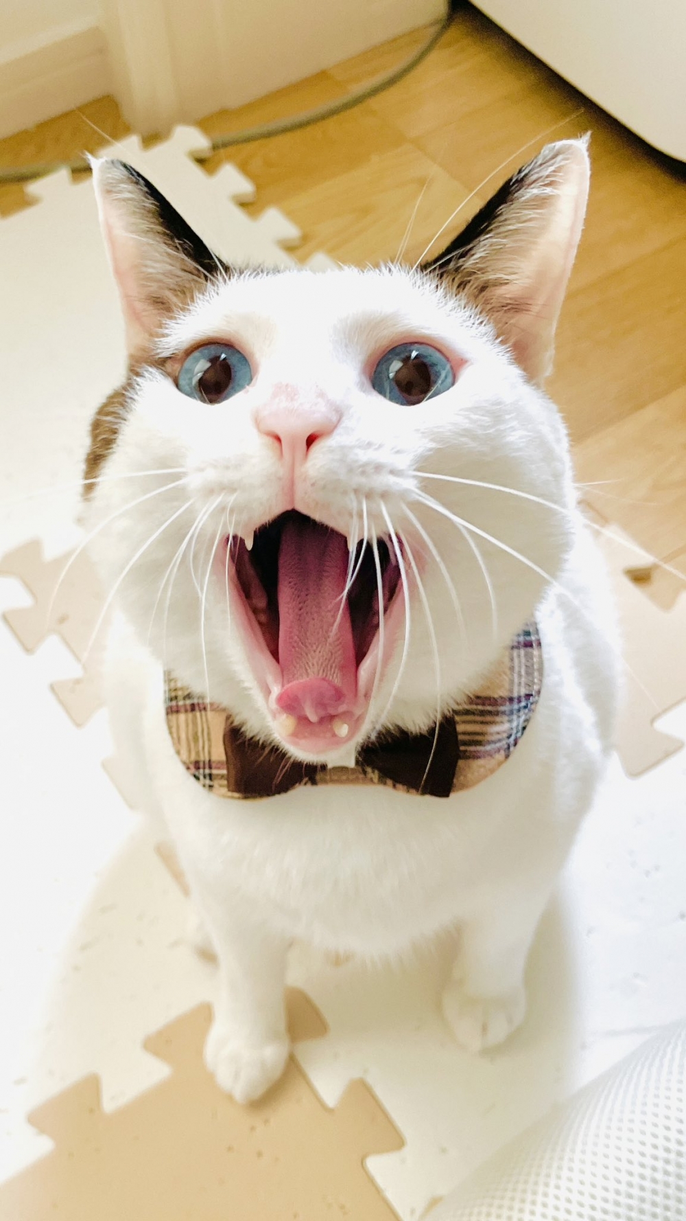 奴才：真拿你沒辦法啦～