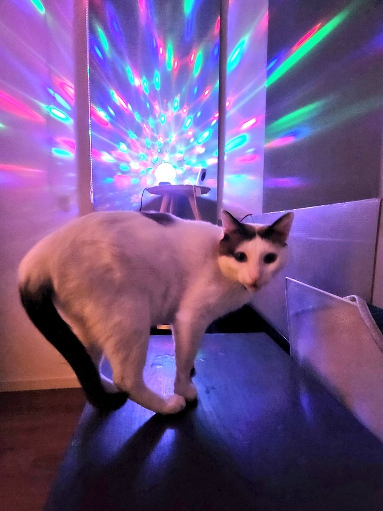 奴才：你什麼時候學會開趴了？