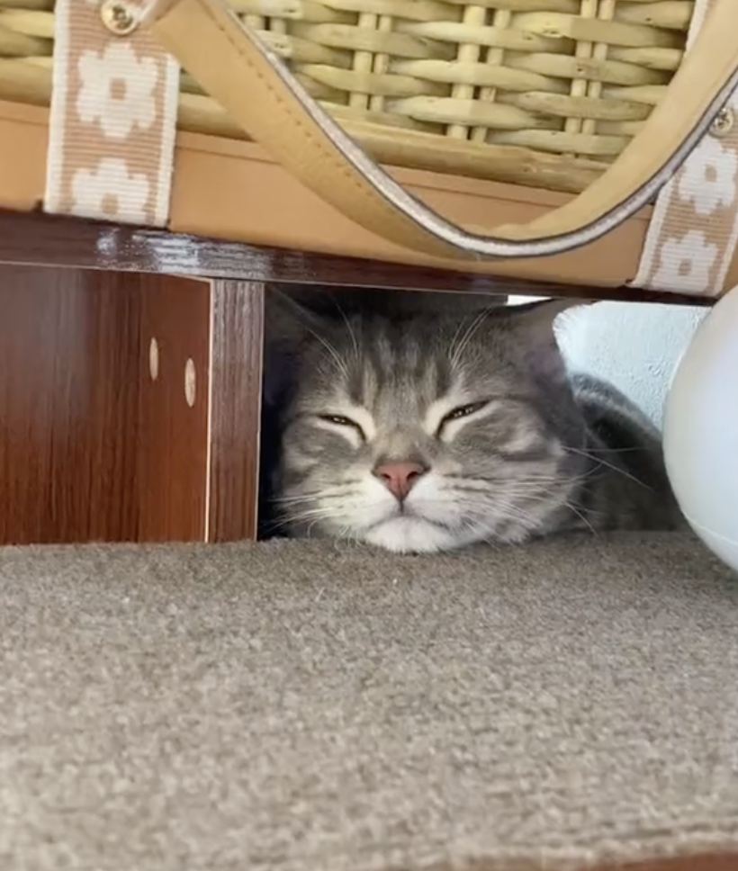 奴才：周公在呼喚你了嗎？