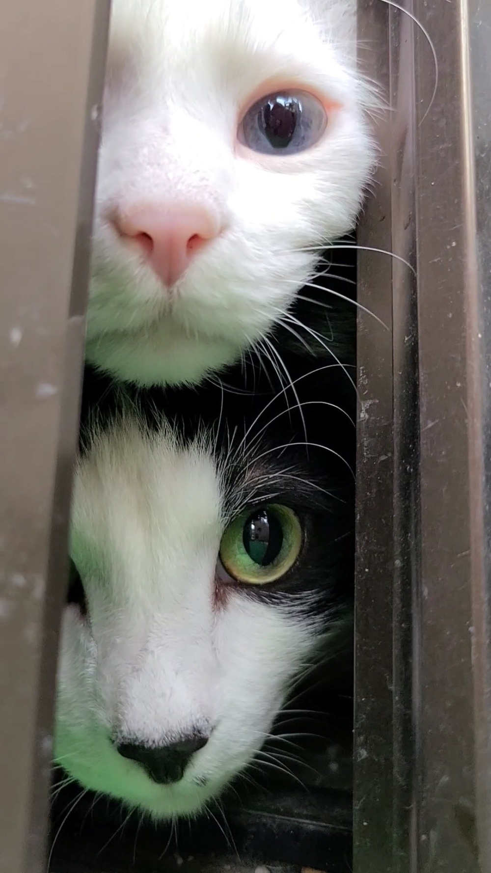 奴才：別疑心病那麼重啦！