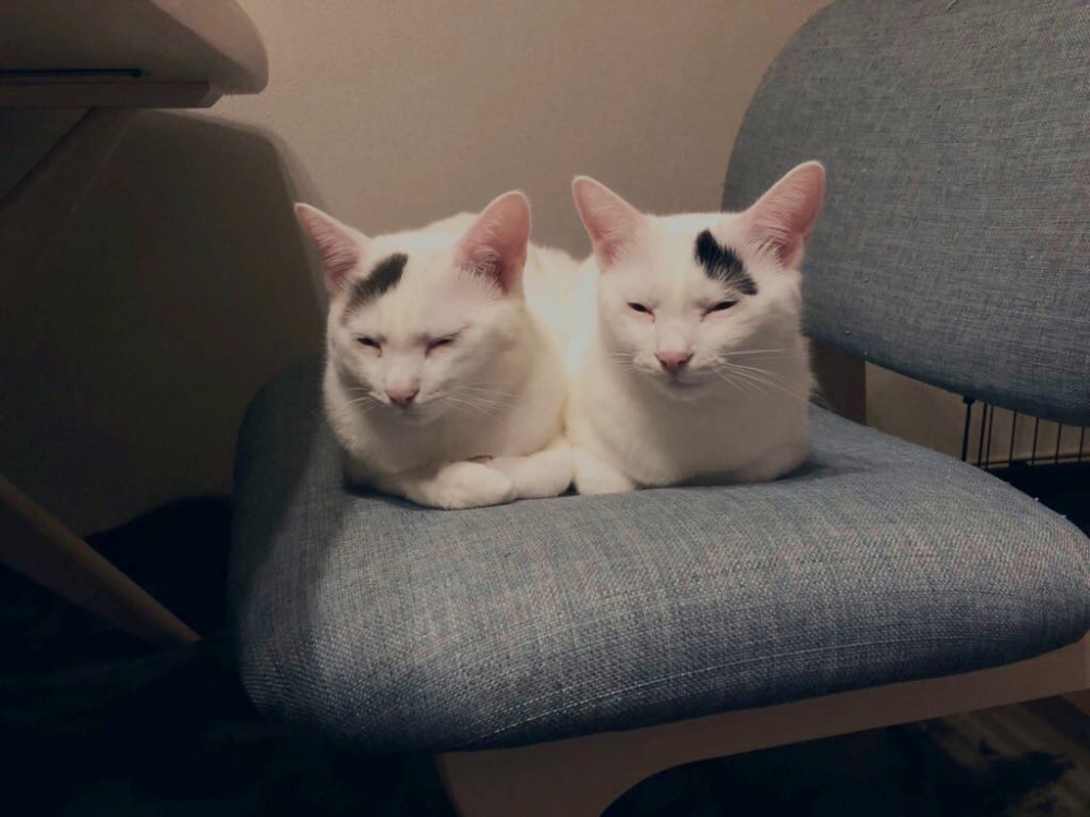 奴才：確實沒錯啦