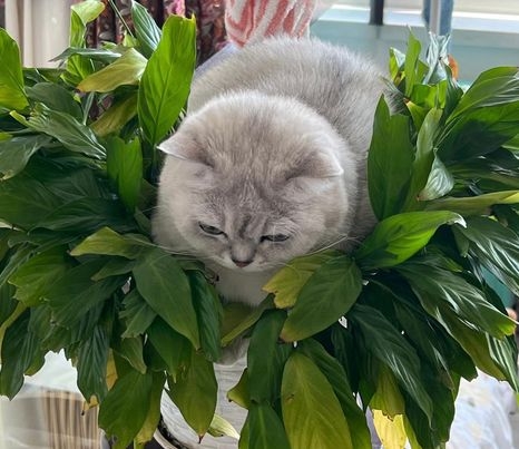 奴才：這不是一個選擇題啦！