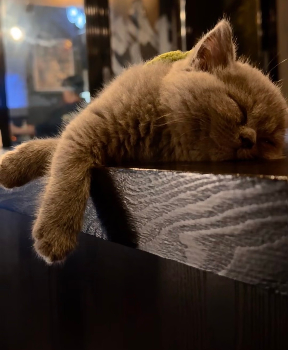 喵：多一秒沒有睡著都是對自己的不尊重囉！