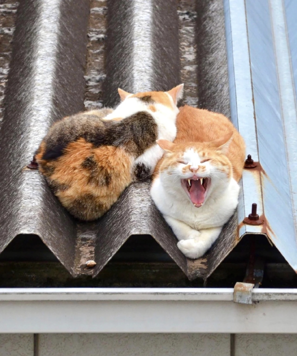 奴才：的確很有氛圍感啦