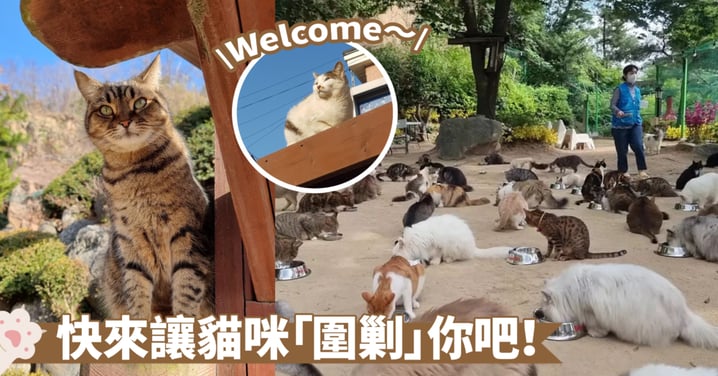 貓咪大集結！韓國夢幻戶外貓咖～100+可愛貓咪湧入，瞬間沉浸於浪漫世界！