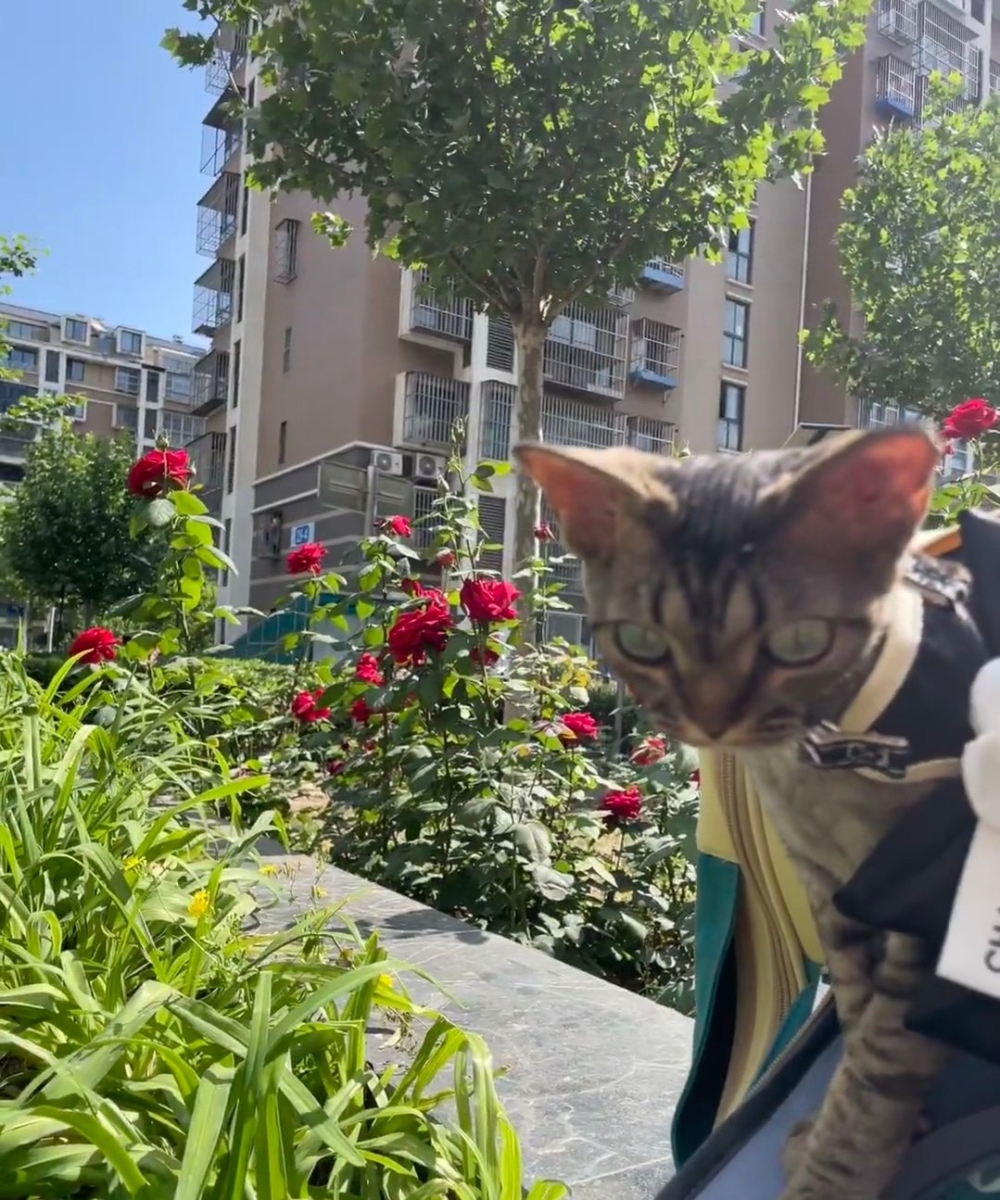 奴才：好喔好喔