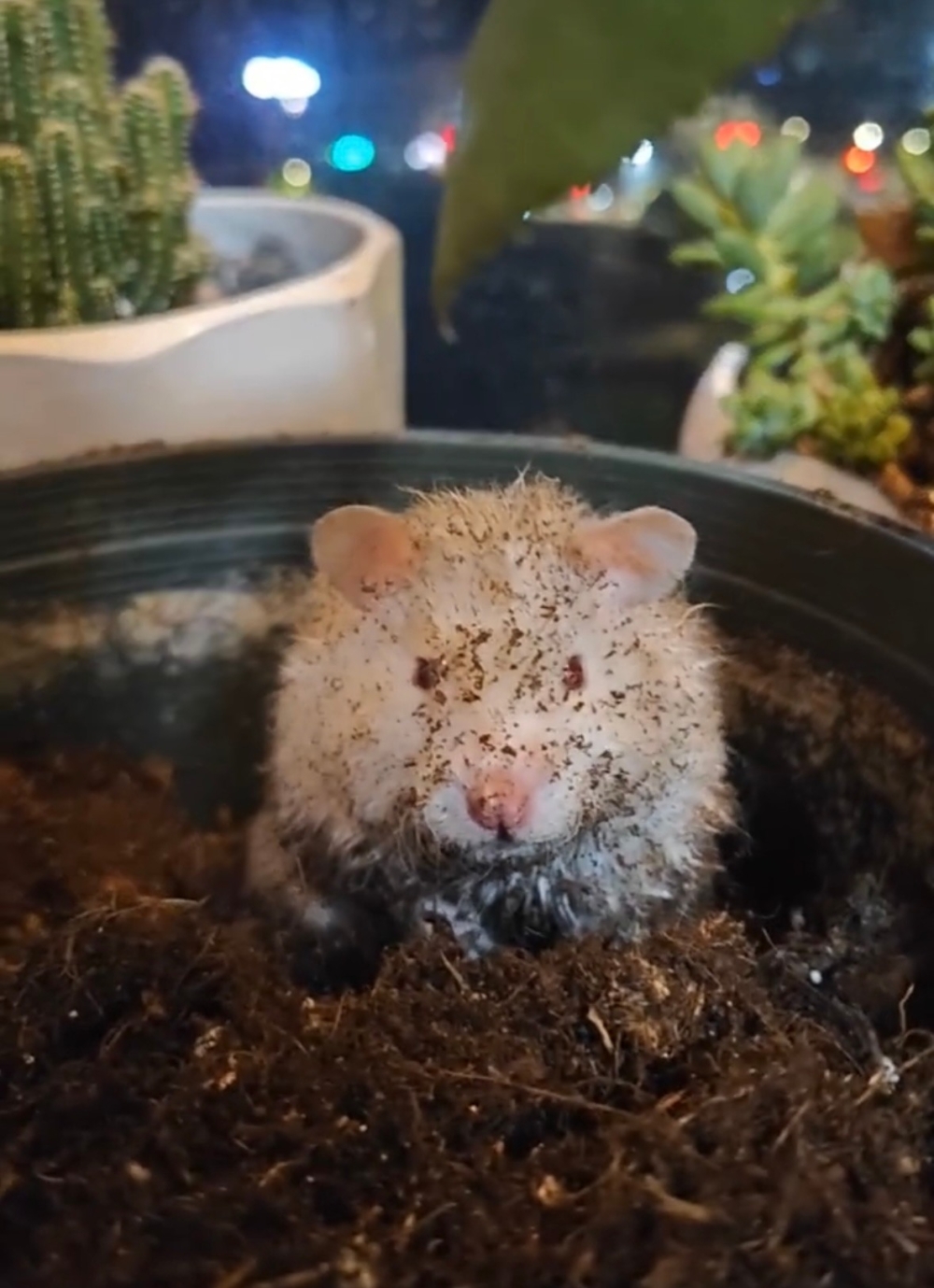 奴才：那你還想找什麼喔？