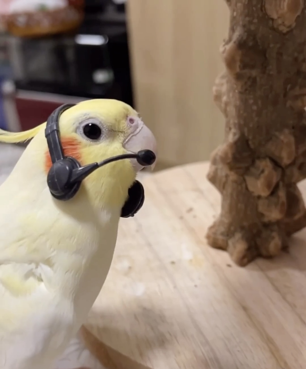 奴才：好喔！這個身份滿符合你的～