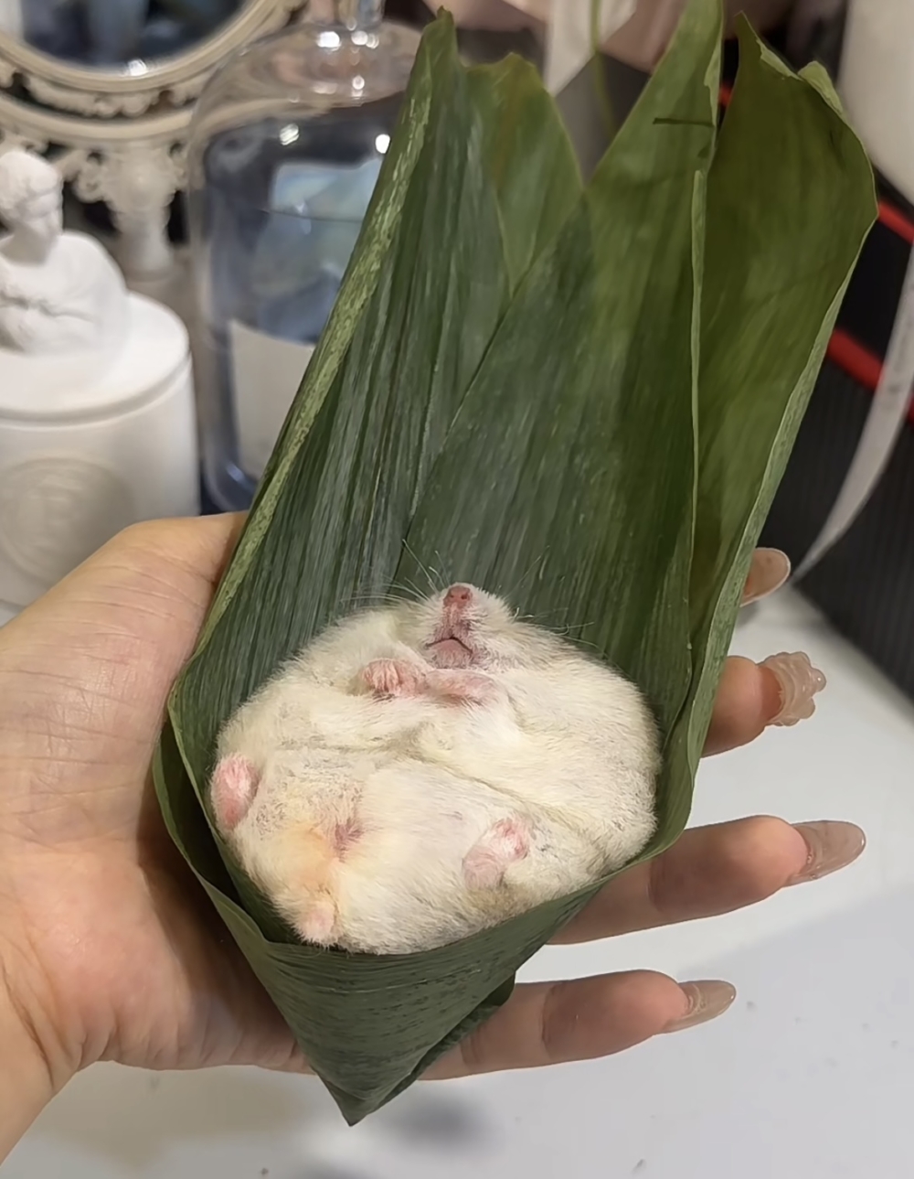 奴才：沒事，胖胖的也很可愛喔