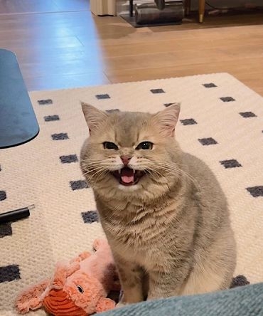 奴才：知道了啦～