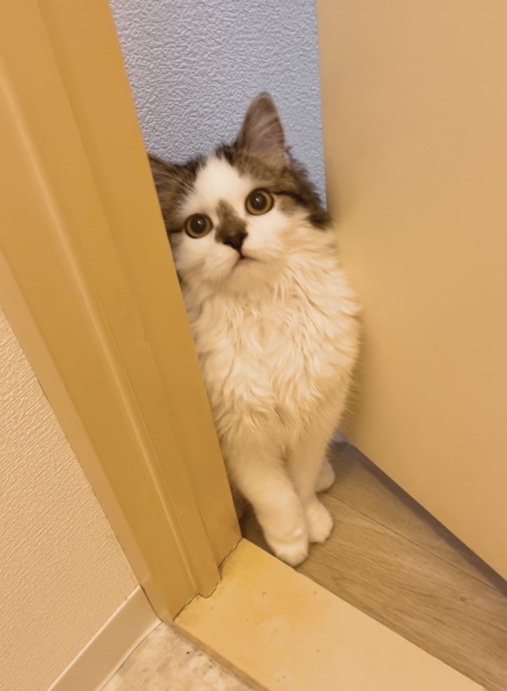 奴才:看不出來嗎?