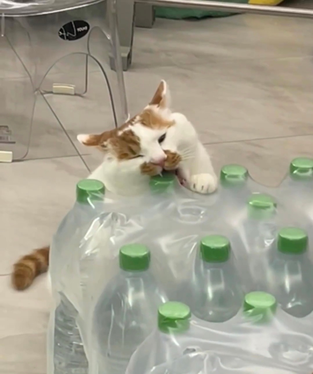 奴才：可是你很用力欸