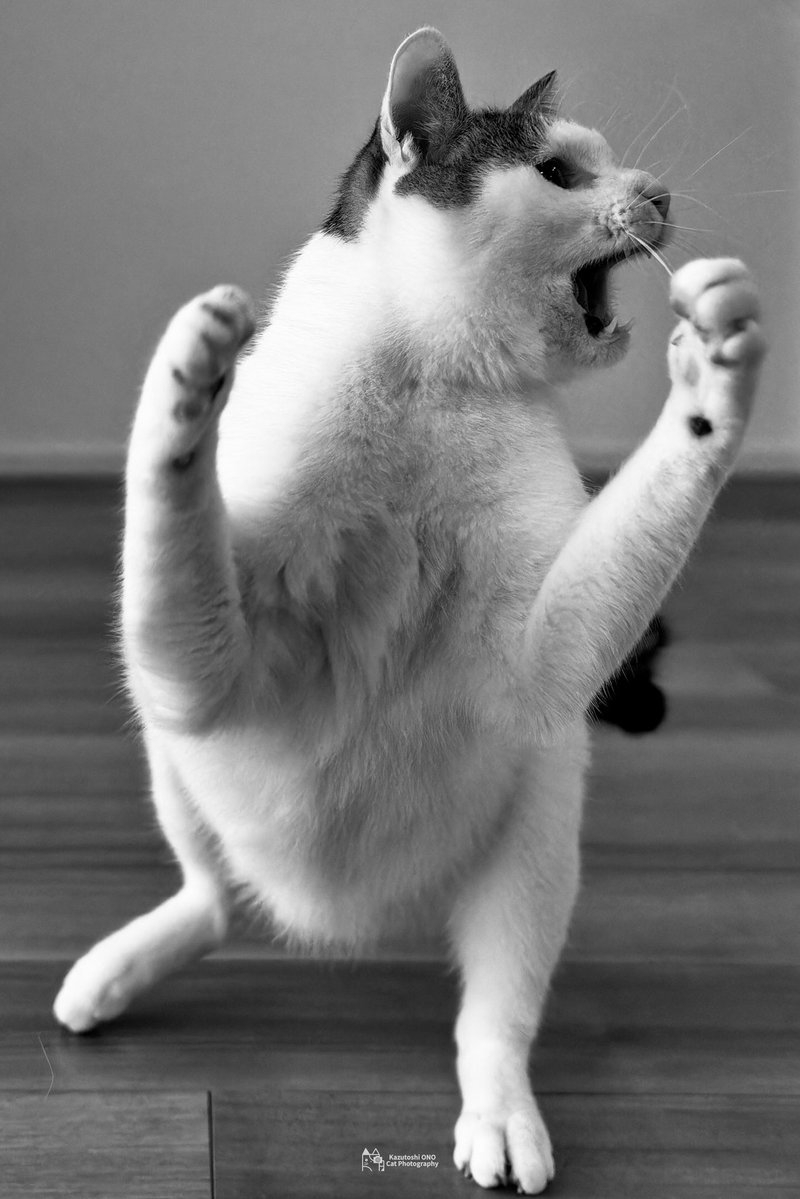 奴才：看來基礎還是挺穩的～