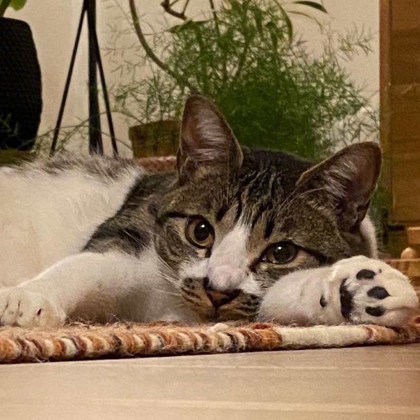 奴才：沒有要怪你的意思啦