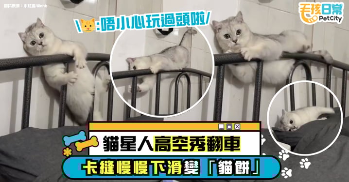 貓咪「高空雜技」翻車？主子卡床頭後慢慢下滑　瞬間夾成貓餅