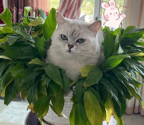 奴才：哇噻！我這是治不了你了是不是