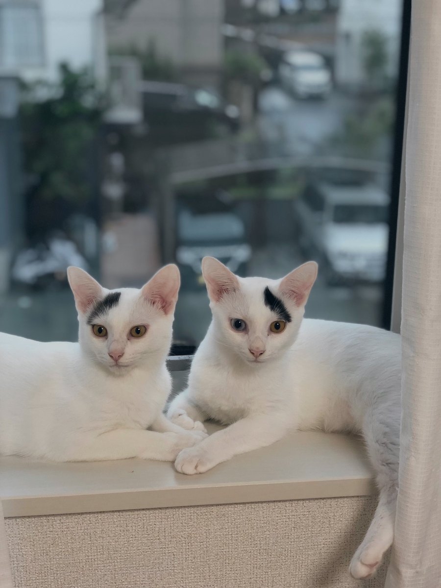 奴才：還真很有辨識度啊