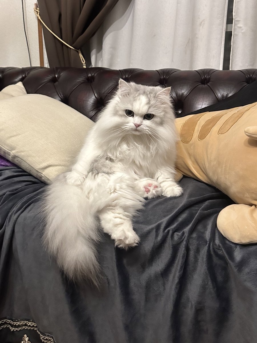 奴才：已經努力在梳理了