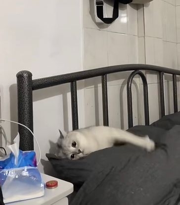 奴才：快點啦，快被夾成貓餅了！