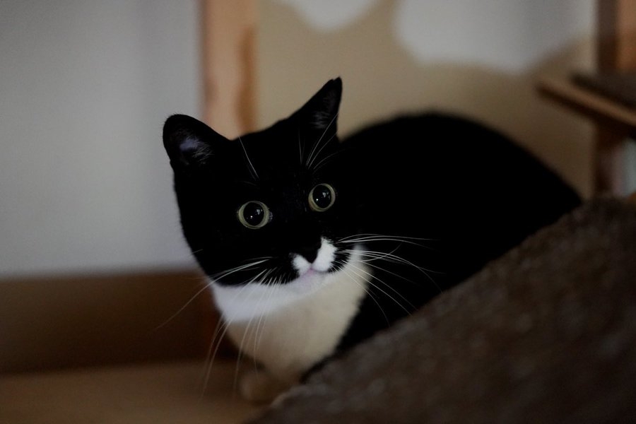 奴才：怎麼又變成是我的錯了...