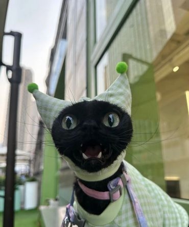 奴才：還好你沒有否認欸