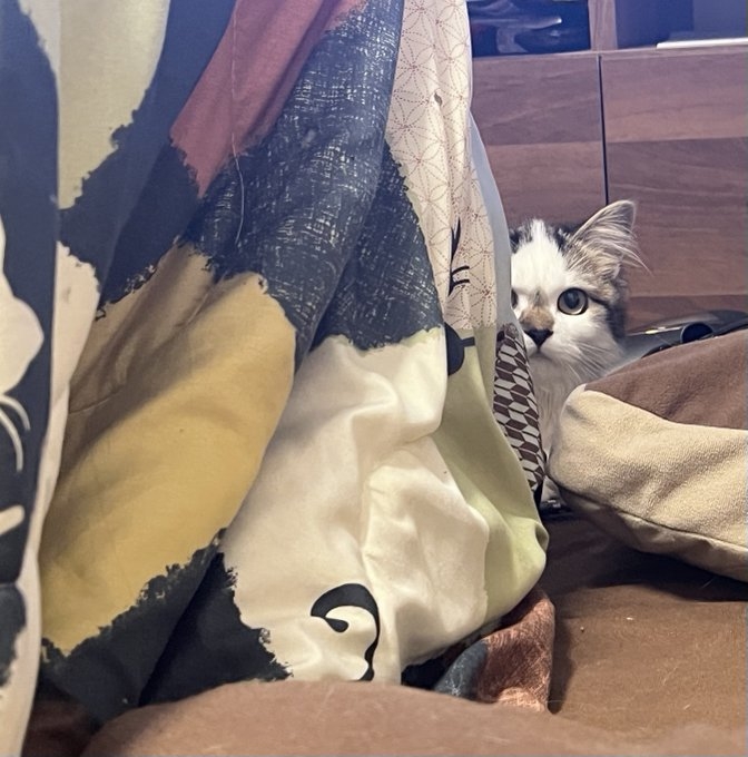 奴才:就是要繼續黏著我的意思囉