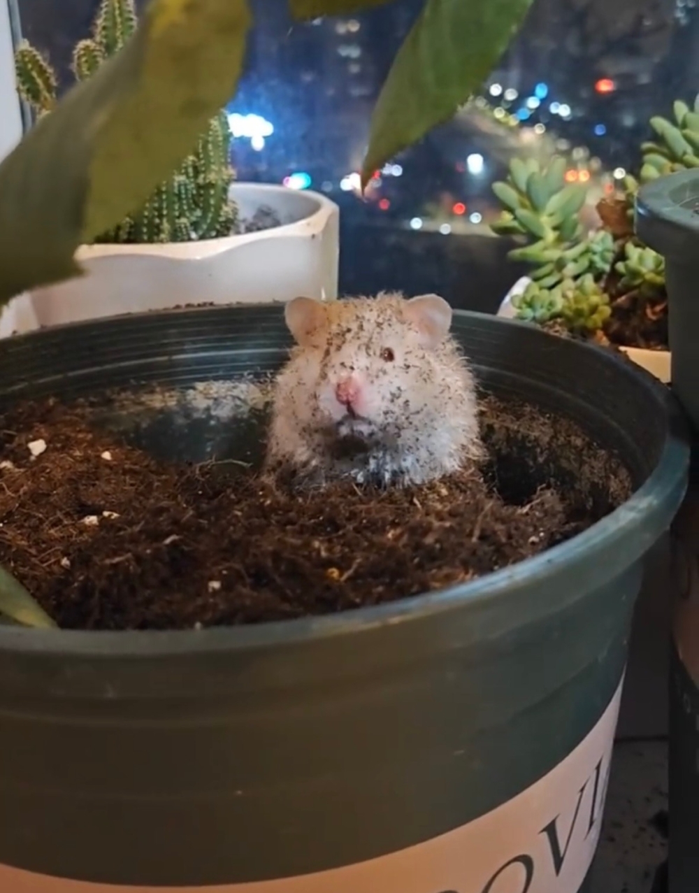 奴才：額...盆栽裡面不會有啦