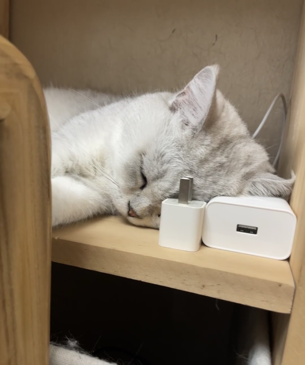 奴才：那貓窩不好睡嗎？