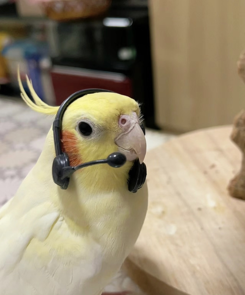 奴才：真的是盡職盡責啊