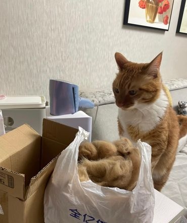 奴才：也不至於暴富，不過確實可以有很多零食吃囉！