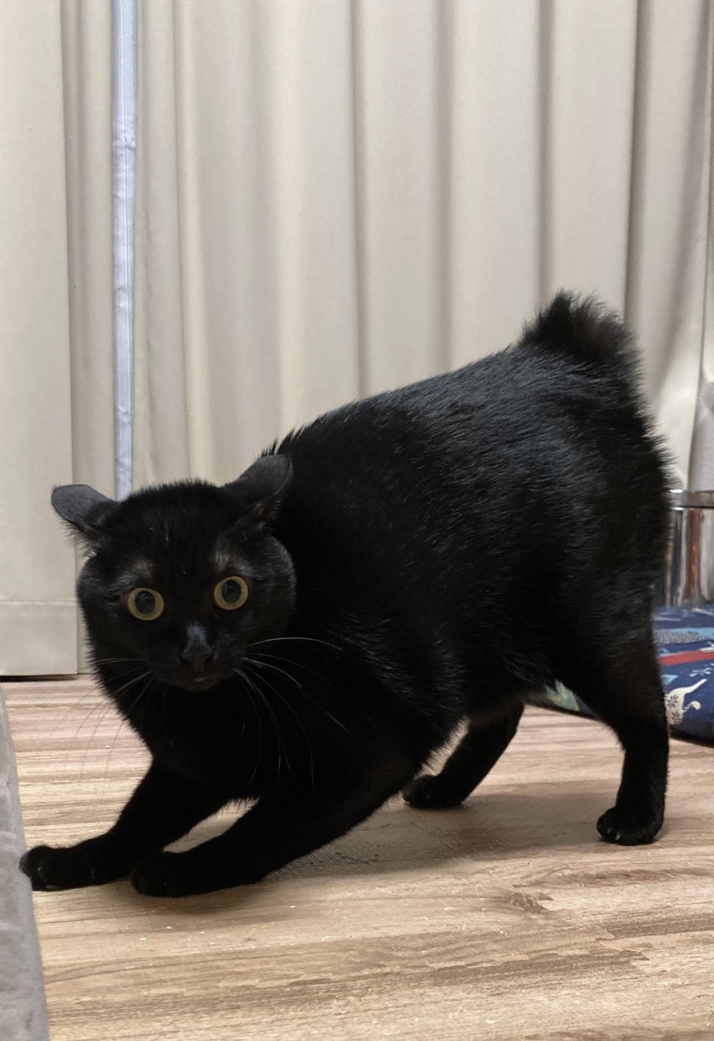 奴才：沒有欸～