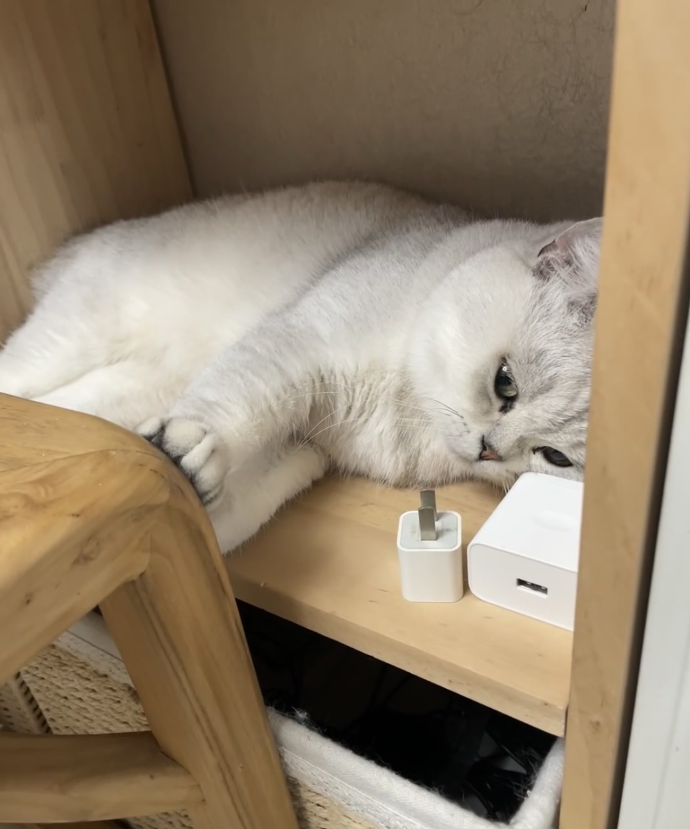 奴才：還是你會選啊