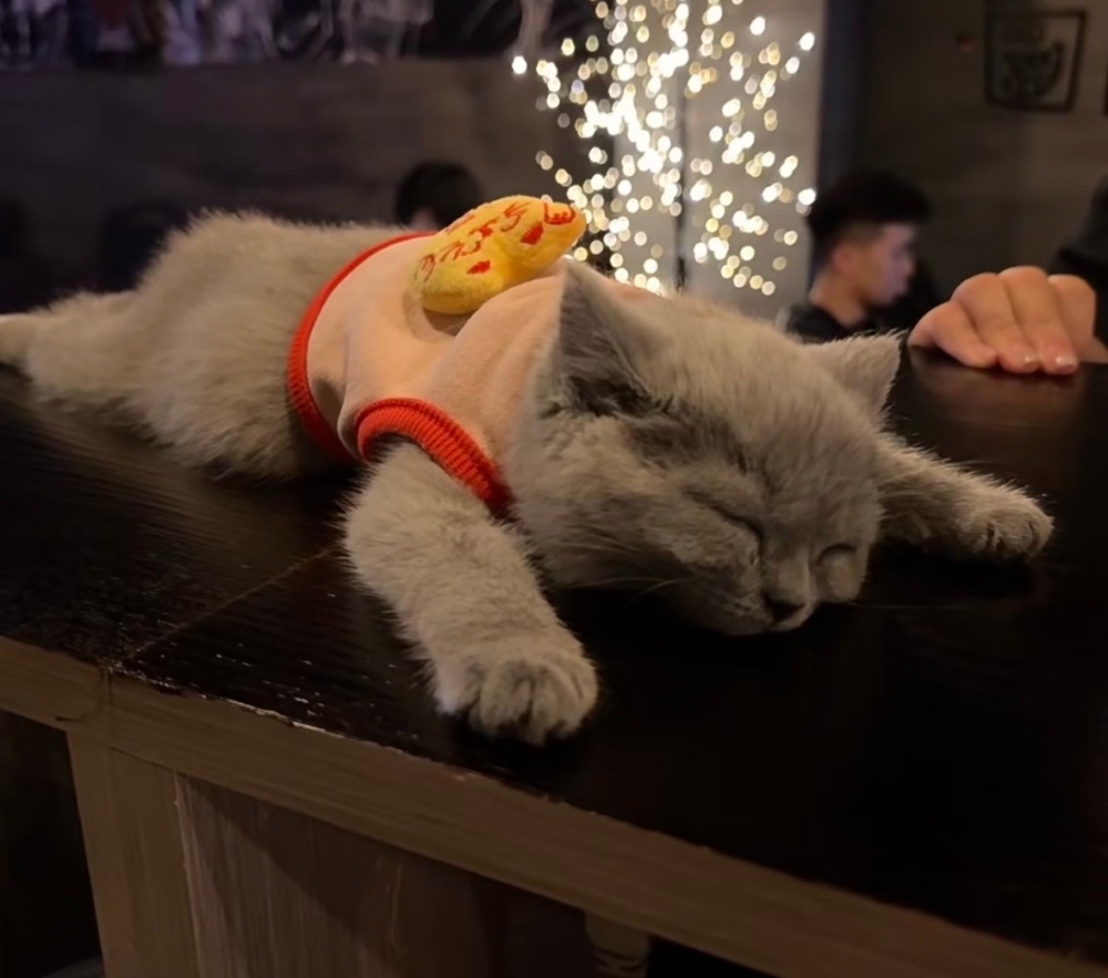 奴才：那麼快你就已經醉倒了