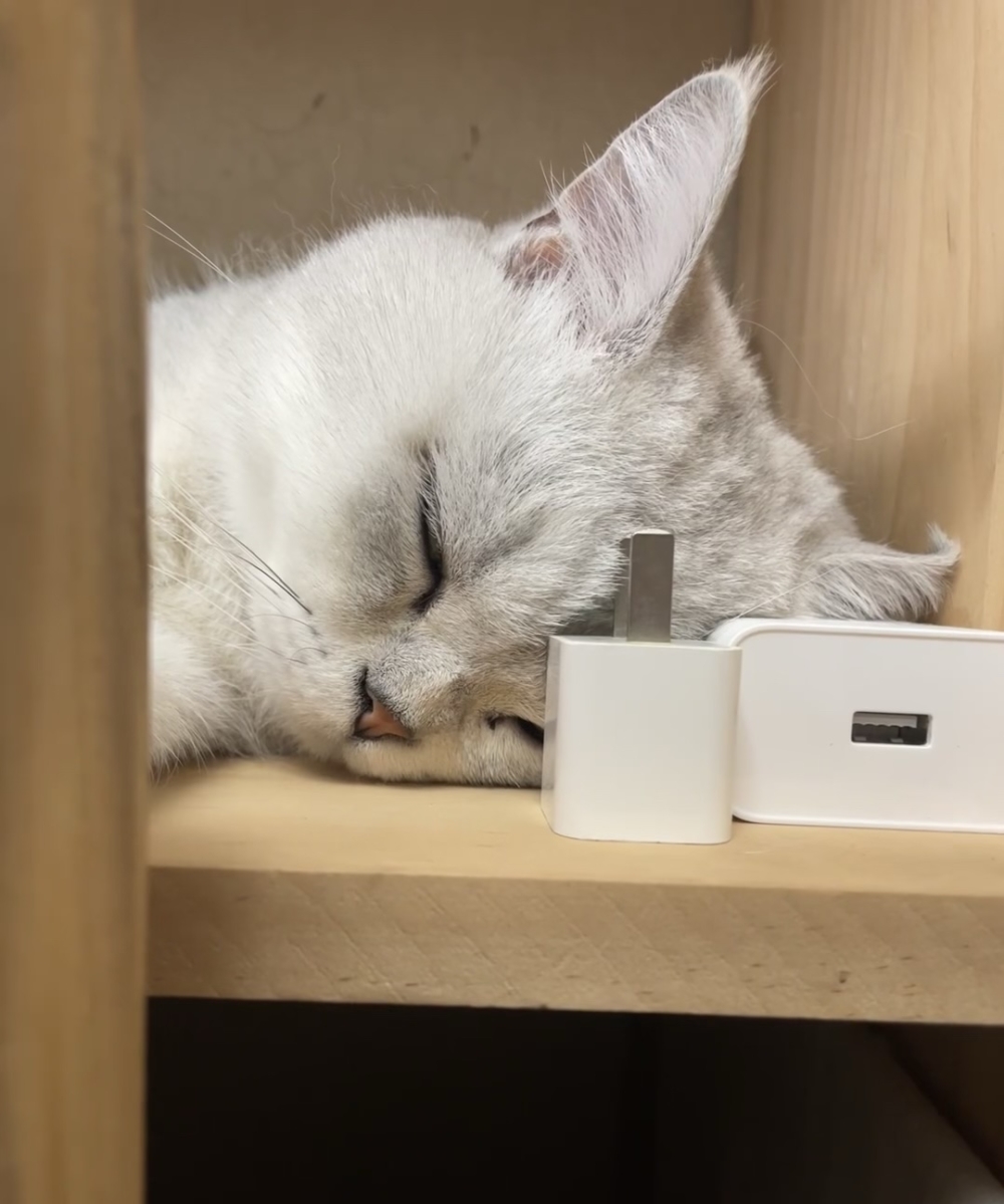 喵：當然，這都是篩選過噠！