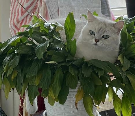 奴才：那你就不要氣我啊