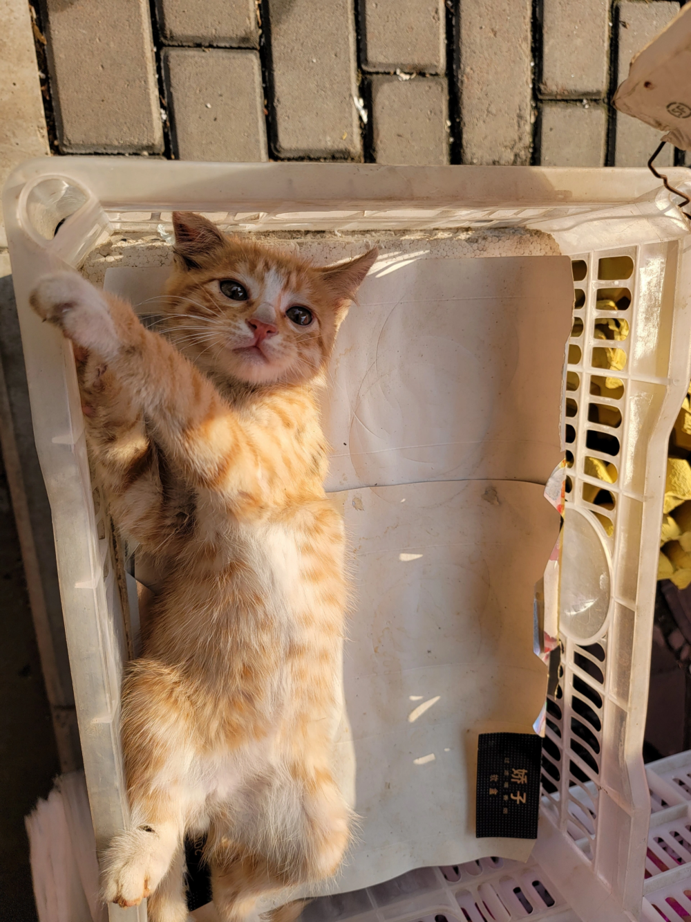 奴才：睡吧～現在也沒事做了