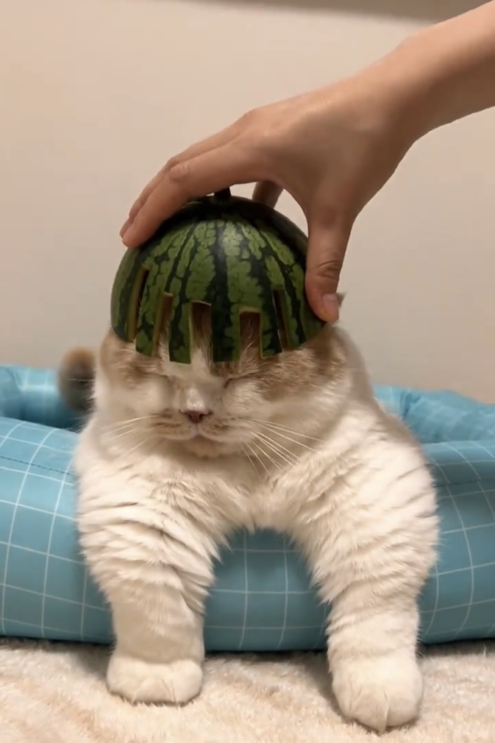 奴才：在質疑我？