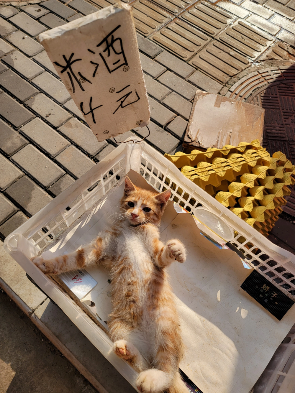 奴才：知道你是乖寶寶啦