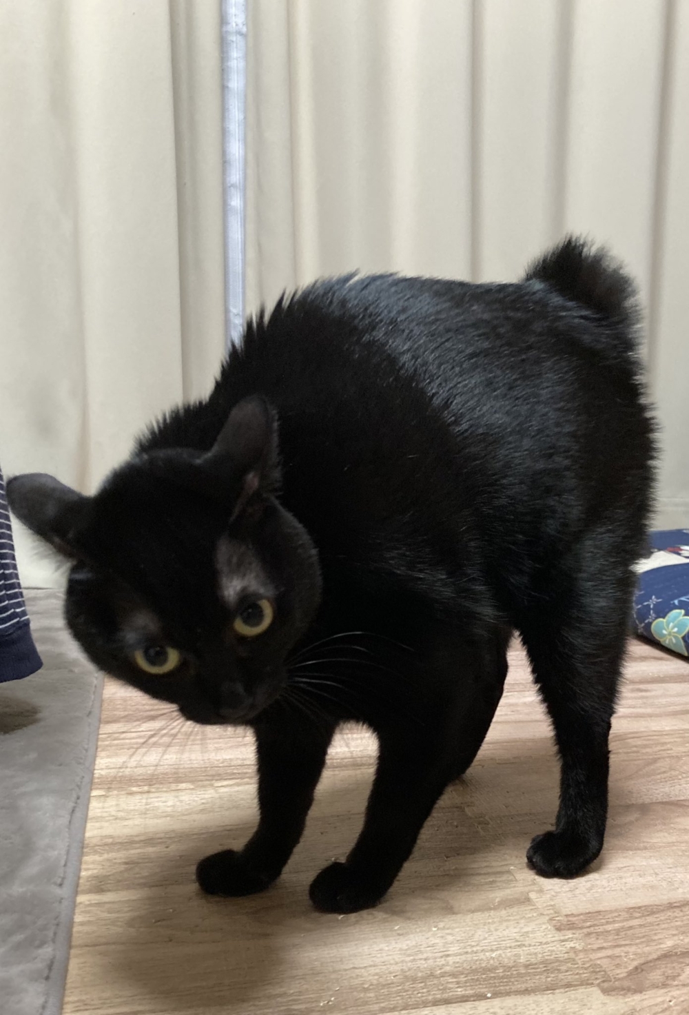 奴才：是喔～那你為什麼感到震驚呢？