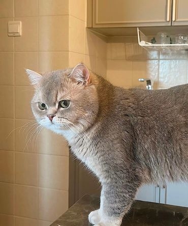 奴才：不應該讓你獨自在家對吧～