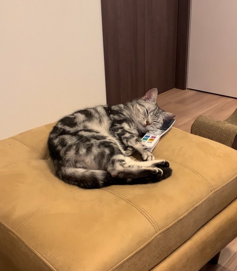 奴才：原來是你藏起來了