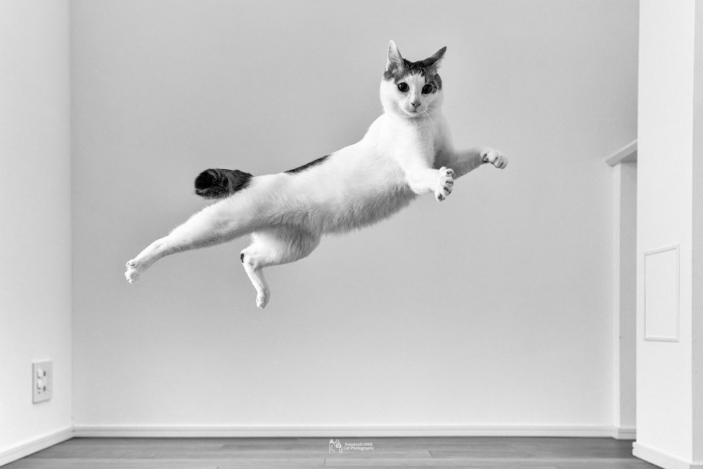 奴才：彈跳力真的超好欸