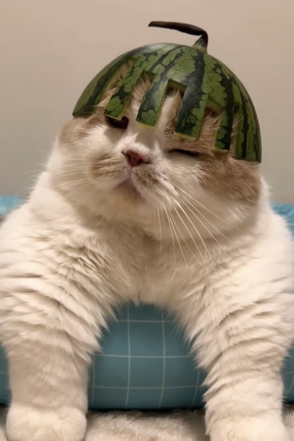 喵：你別把朕搞得髒兮兮的就行