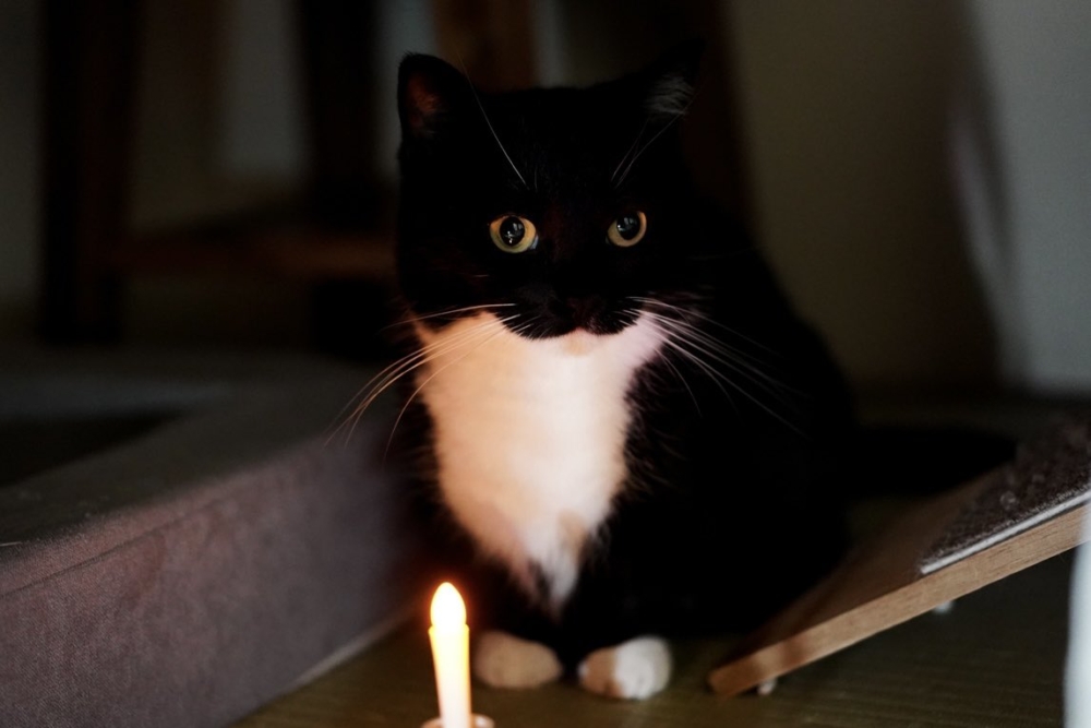 奴才：自己說會有人信嗎？