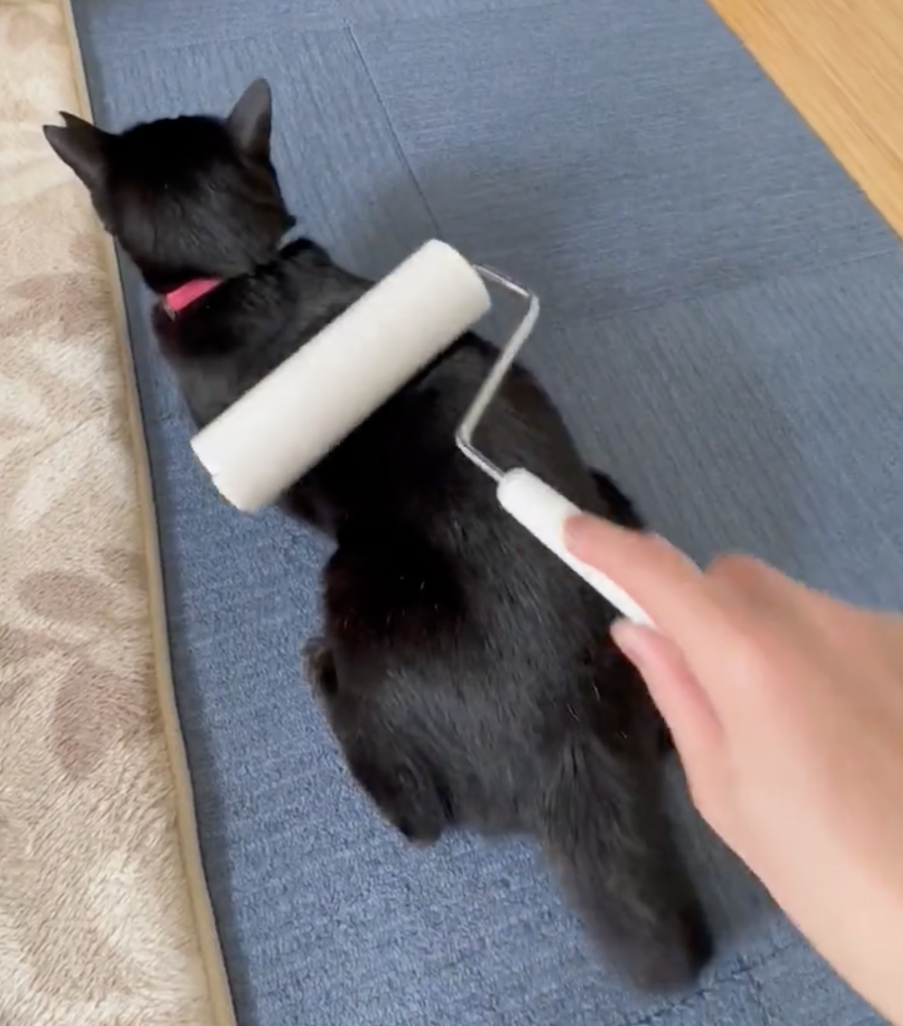 奴才：那真的太好了