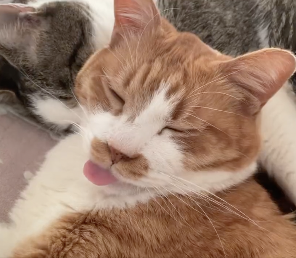 奴才：好啦～那你記得把舌頭收起來，不然會流口水喔