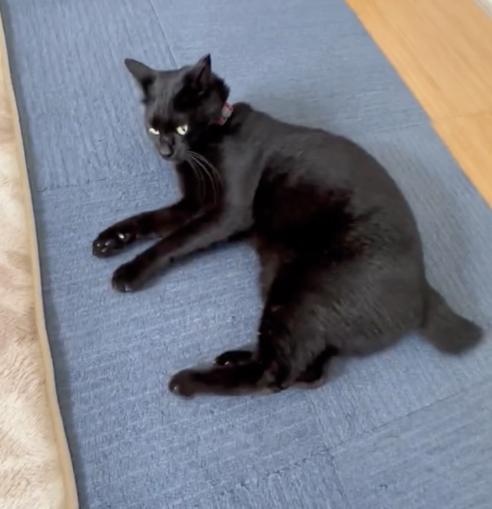 奴才：我該不會是把自己坑了吧～